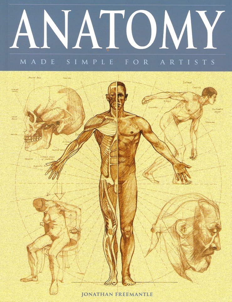 human anatomy for beginner artists