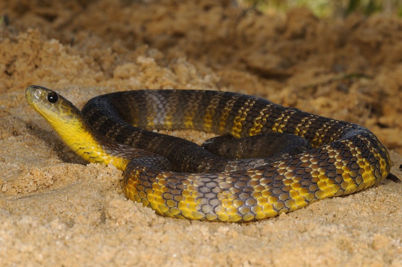 Tiger Snake