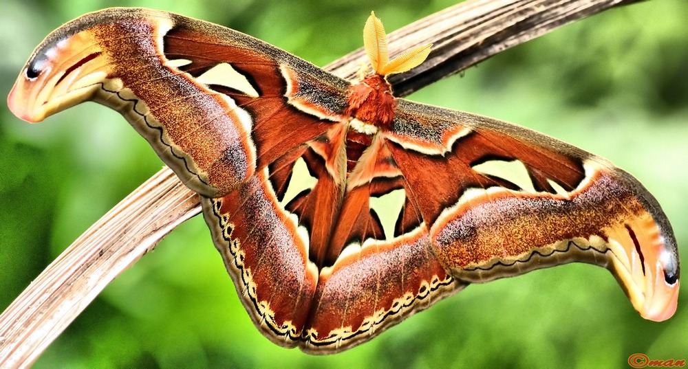 Butterfly Butterfly