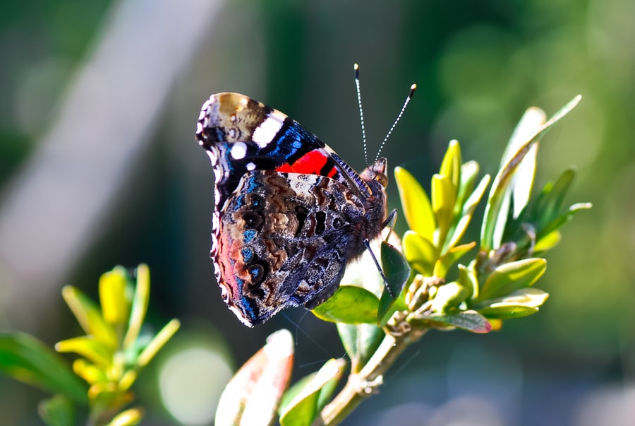 Butterfly Butterfly