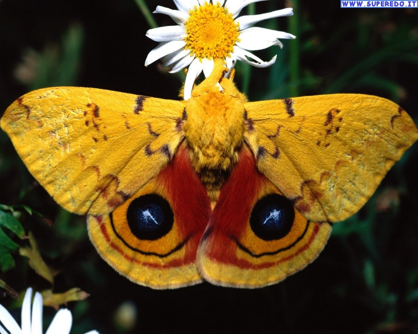 Butterfly Butterfly