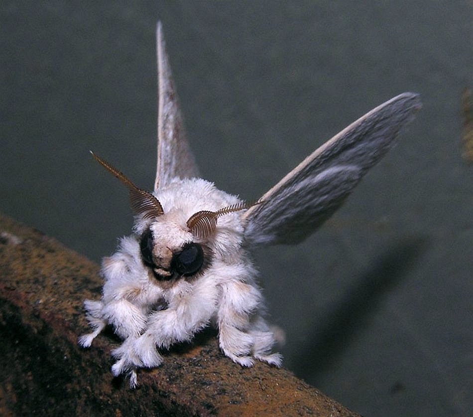 Butterfly Butterfly