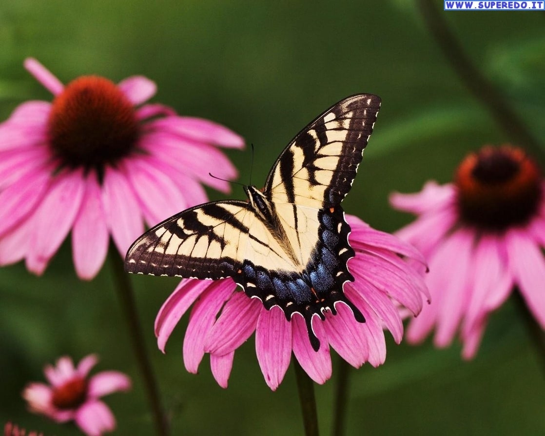 Butterfly Butterfly