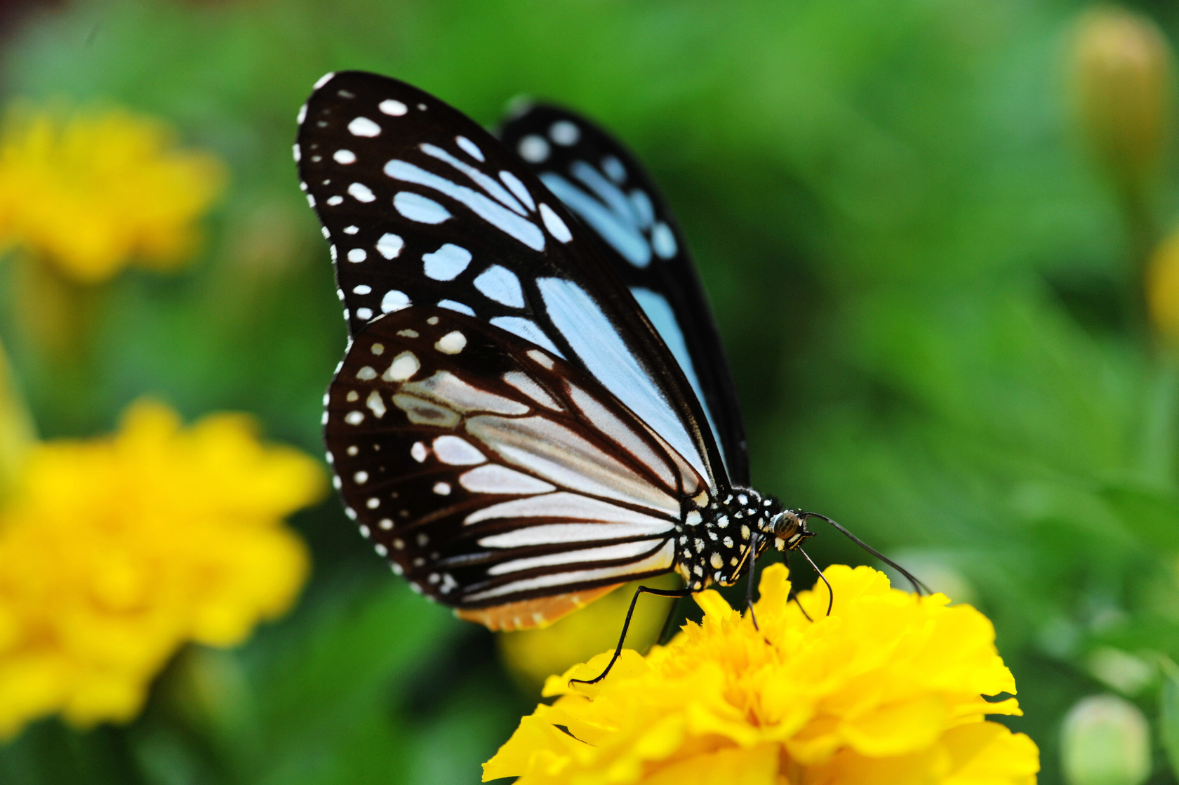 Butterfly Butterfly