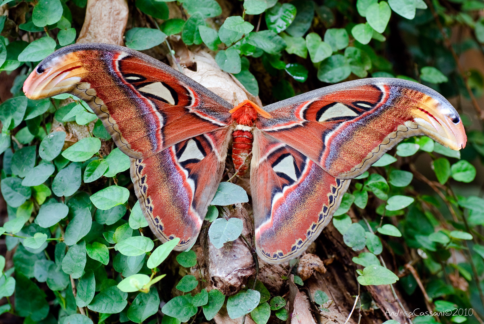 Butterfly Butterfly
