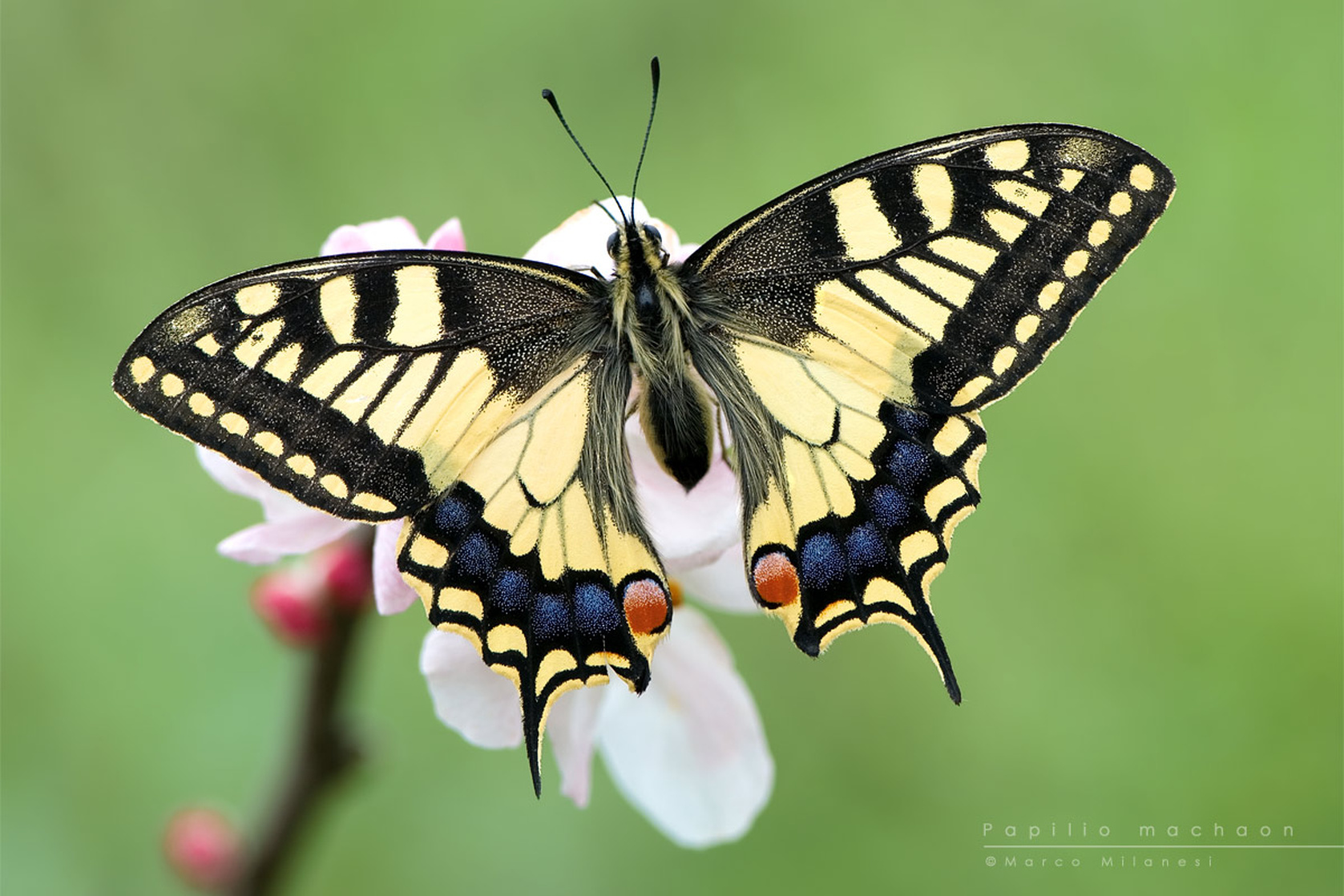 Butterfly Butterfly