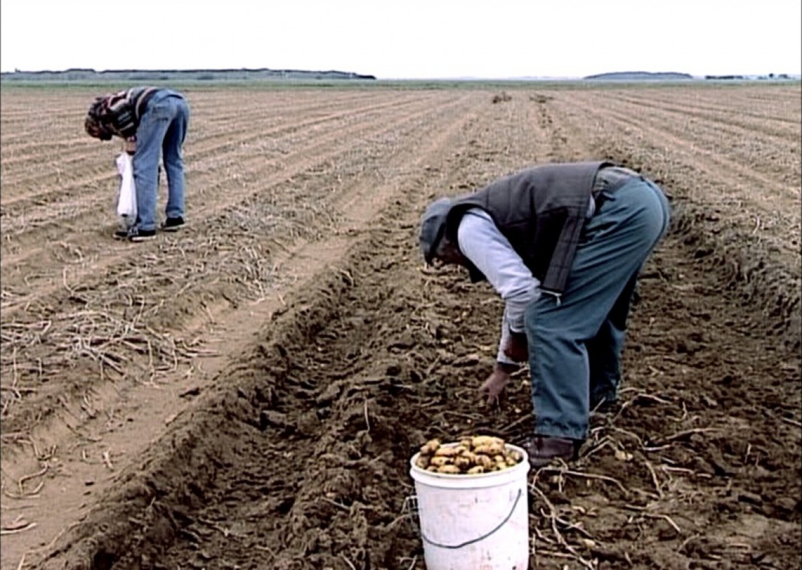 The Gleaners and I (2000)