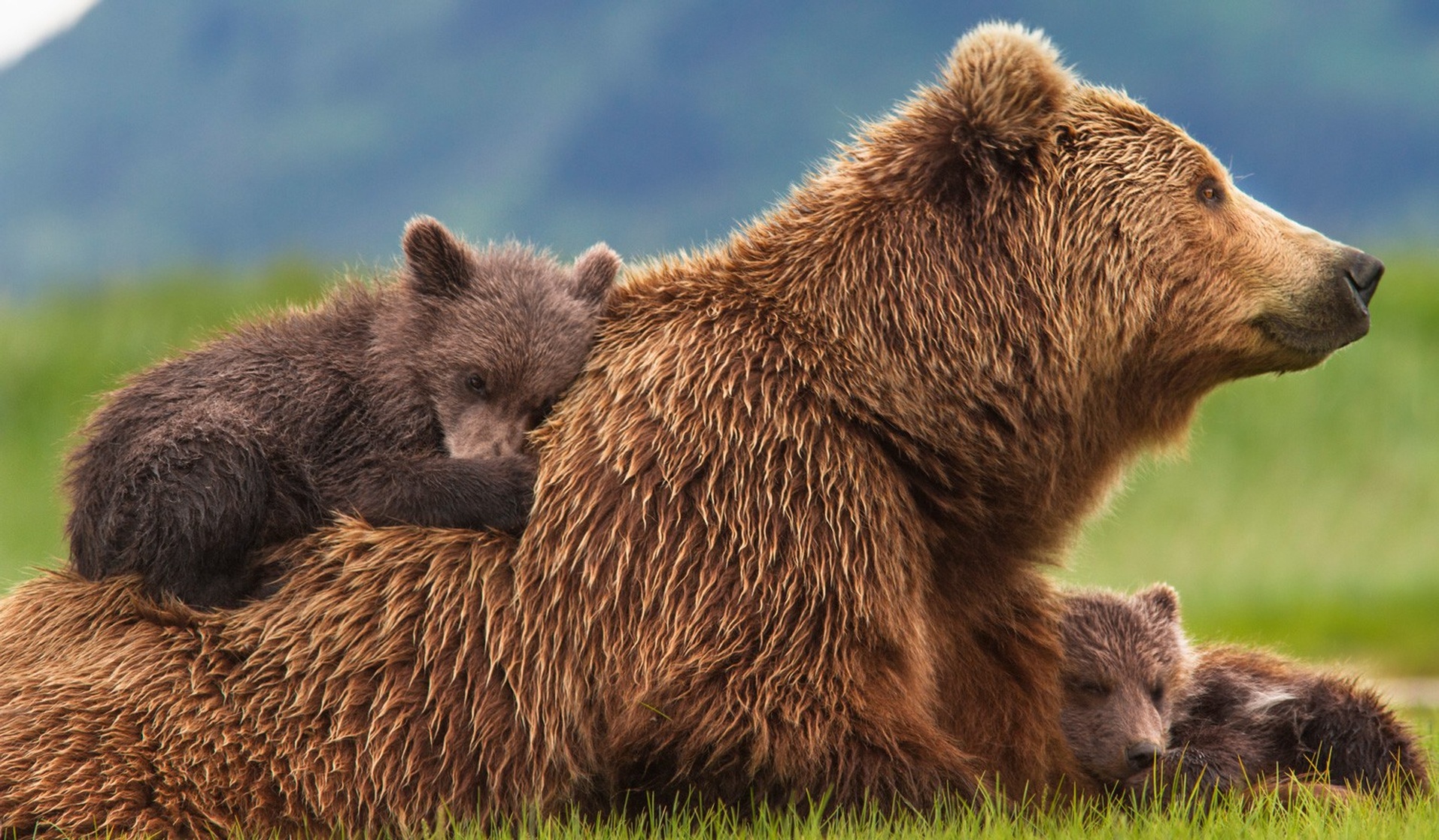 Bears Bears