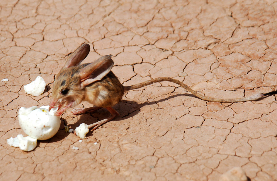 Long-eared Jerboa feeding on an egg