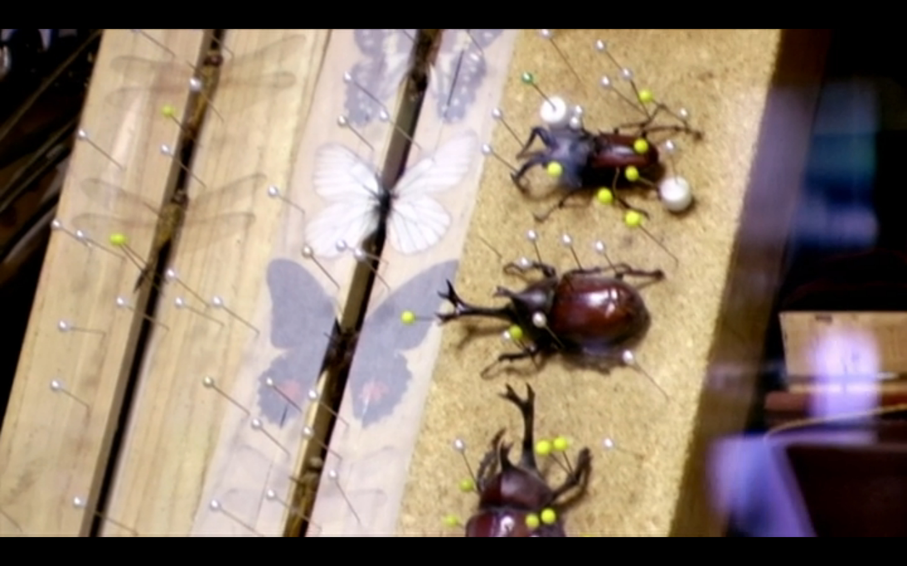 Beetle Queen Conquers Tokyo