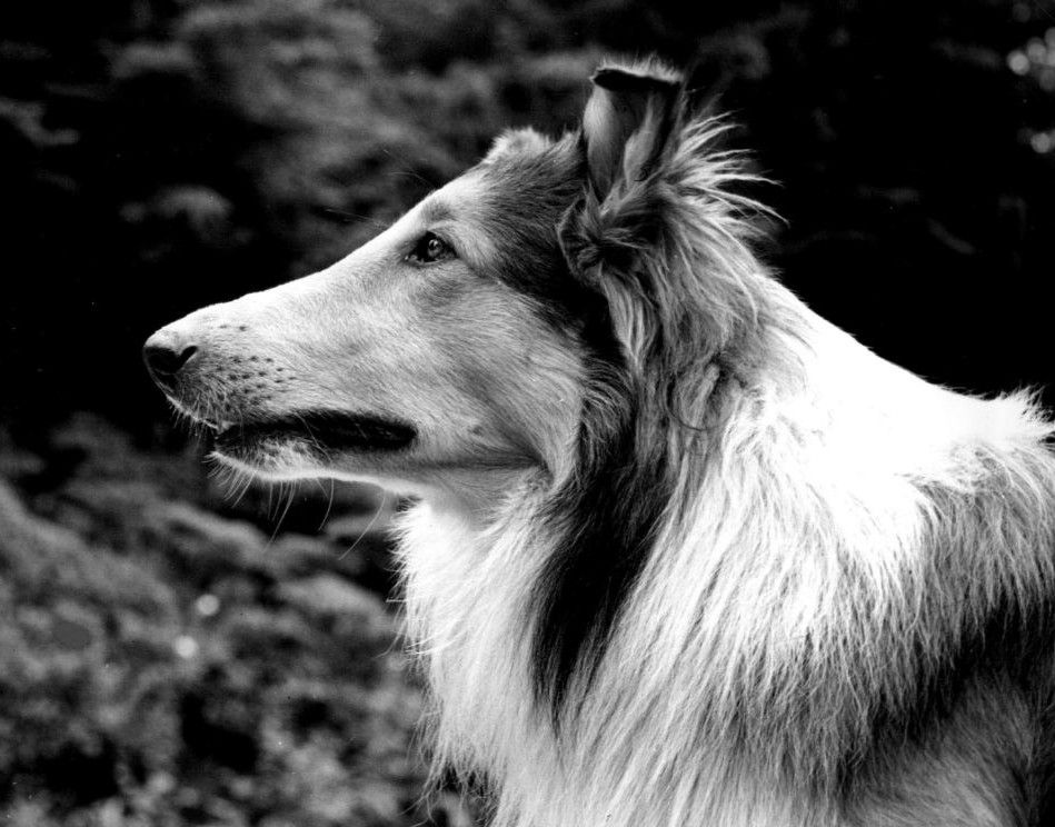 Lassie Lassie