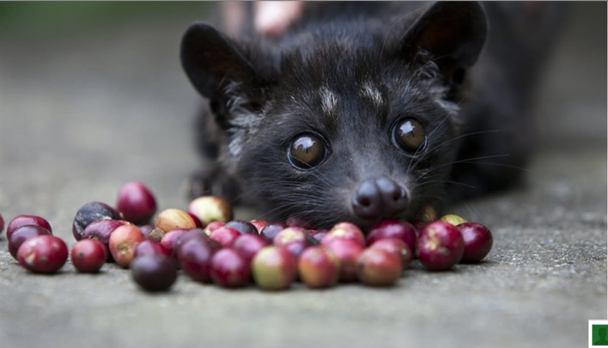 common palm civet baby