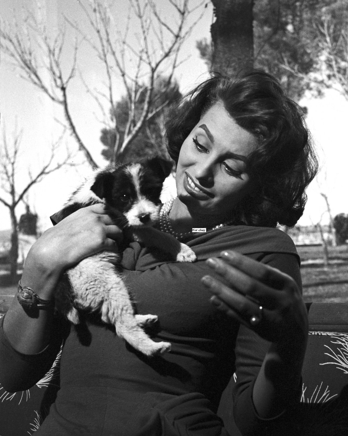 Picture of Sophia Loren