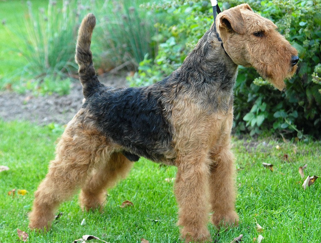 Welsh Terrier   1024full 