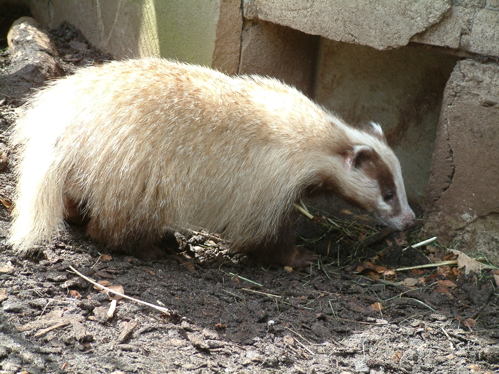 Rare Brown European Badger