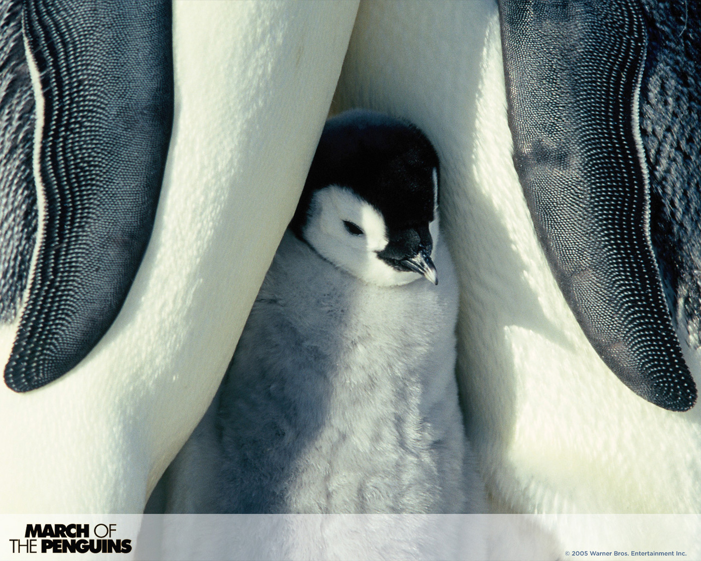 March of the Penguins March of the Penguins