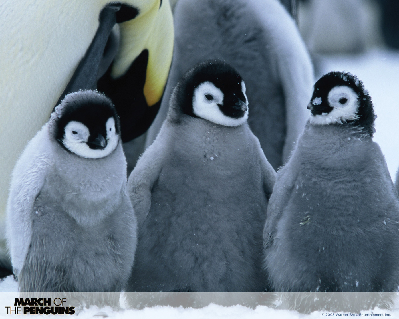 March of the Penguins March of the Penguins