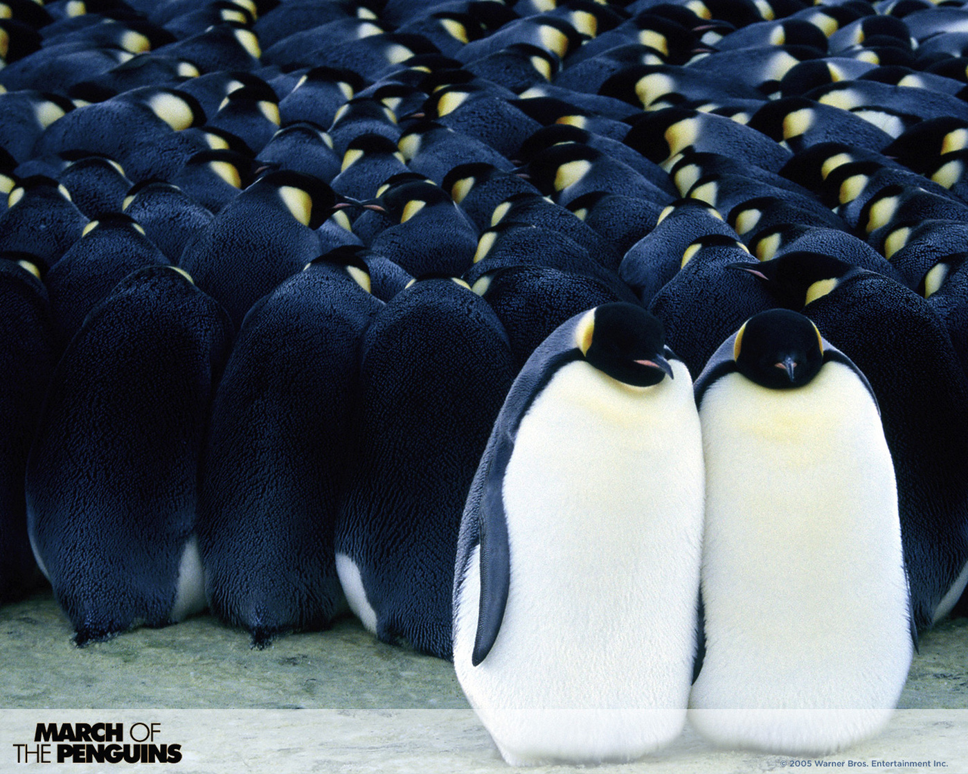 March of the Penguins March of the Penguins