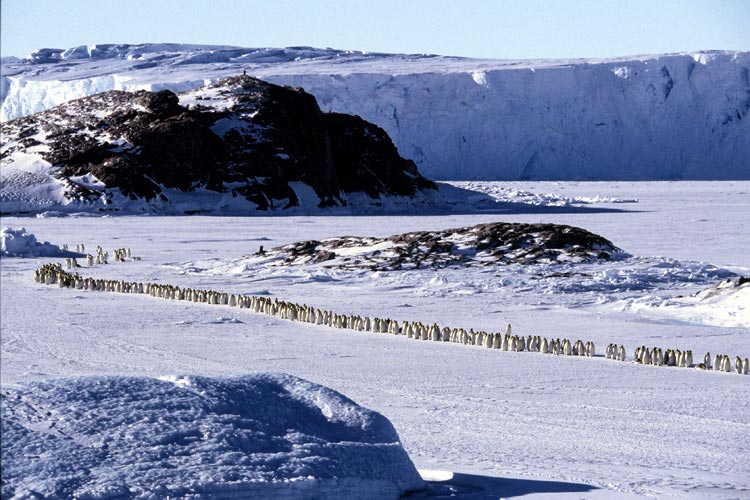 March of the Penguins