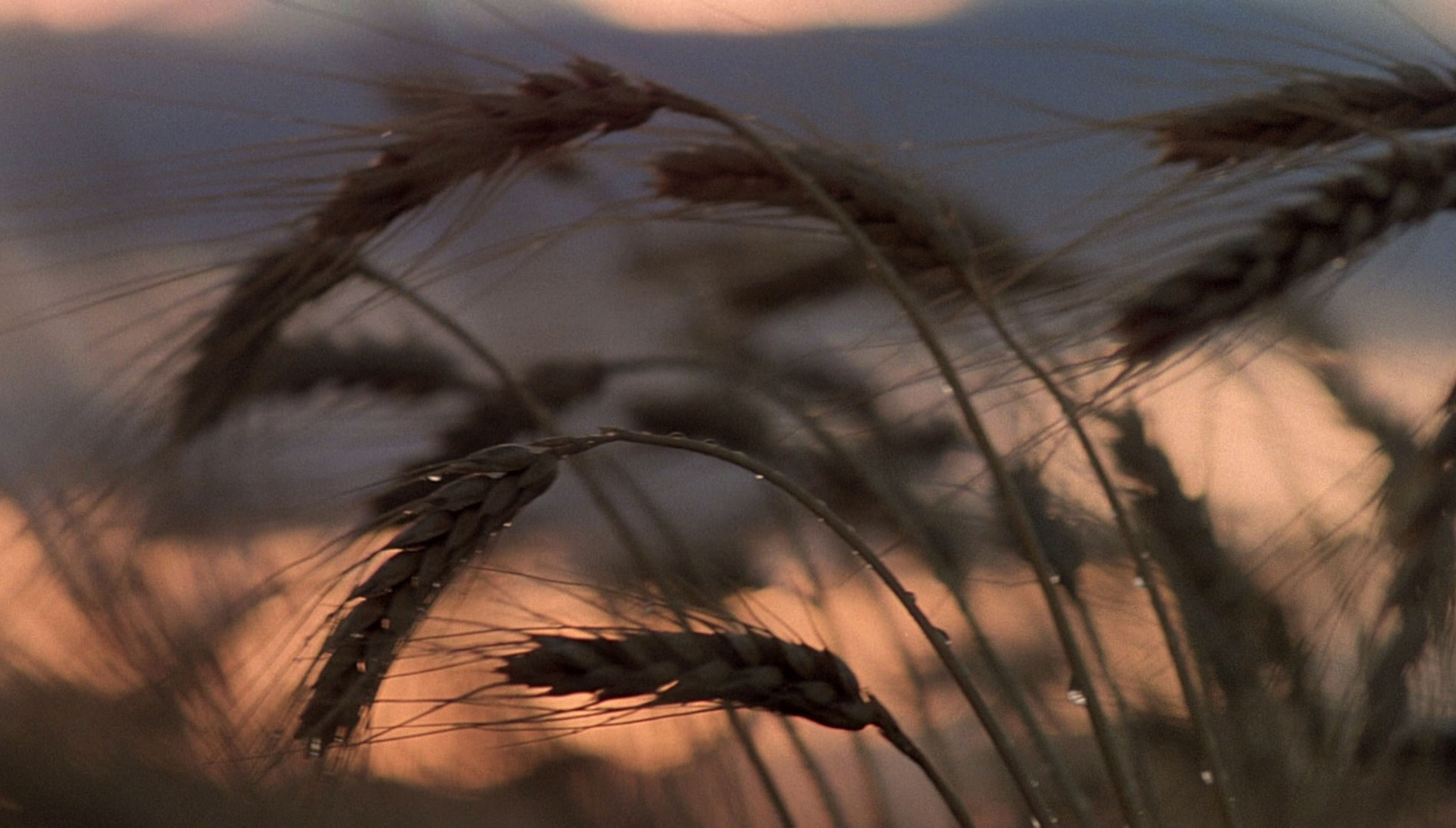 Days of Heaven