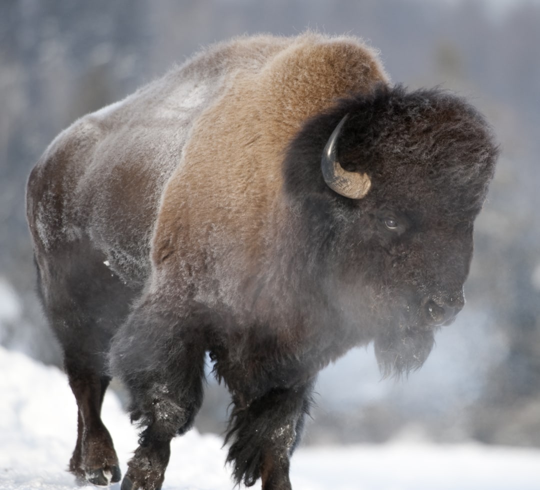 American Bison in Yellowstone National Park