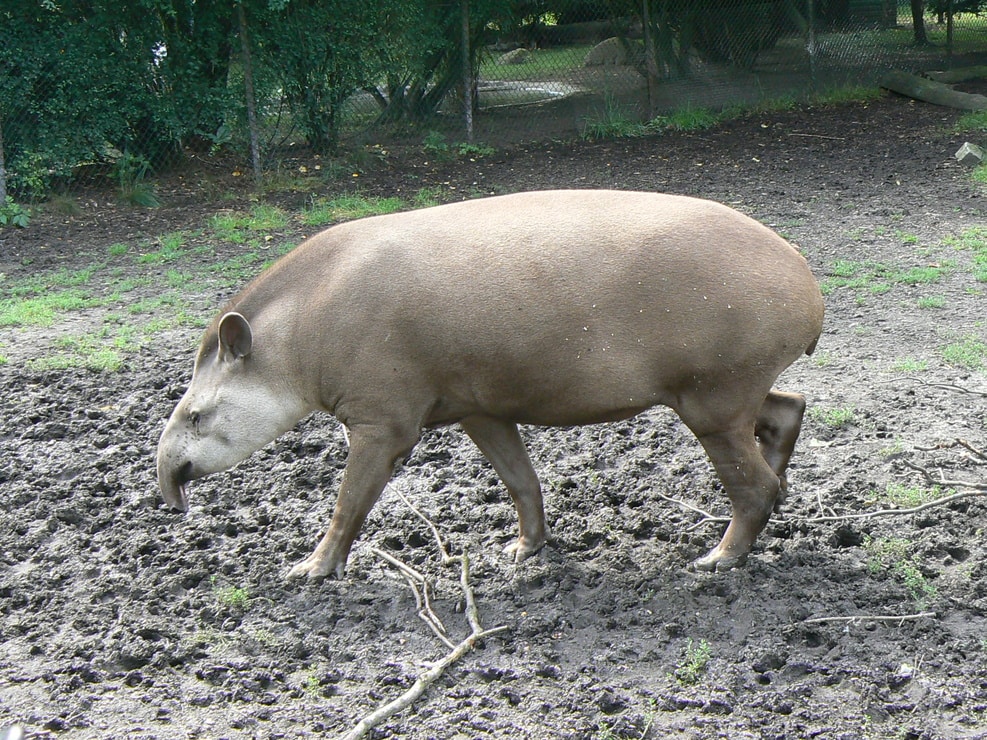 Tapirus kabomani фото