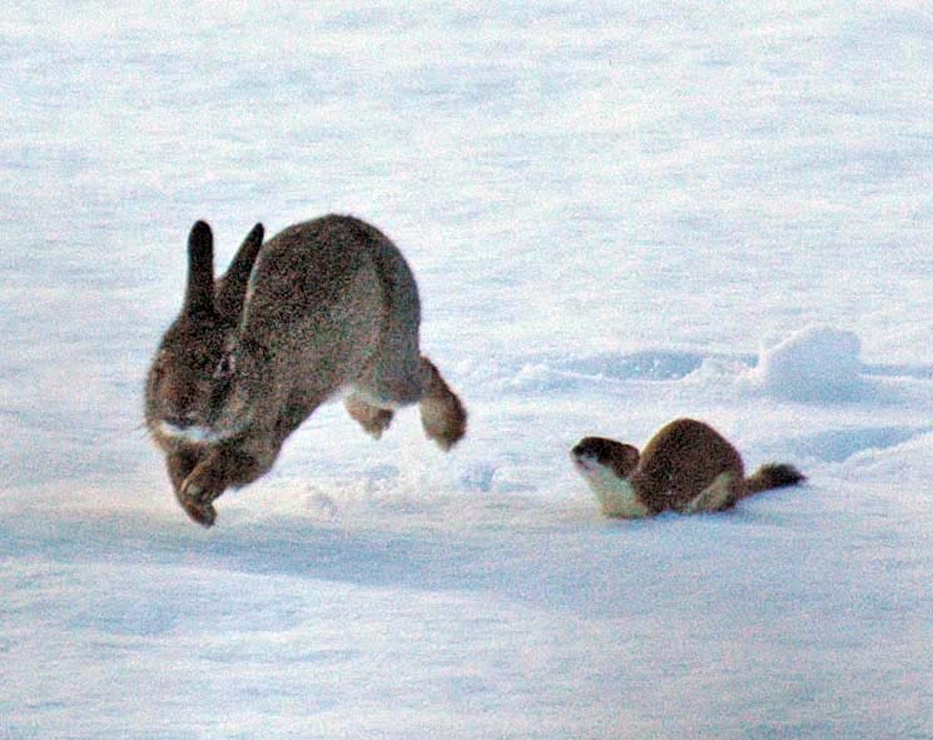 Stoat chasing a Rabbit