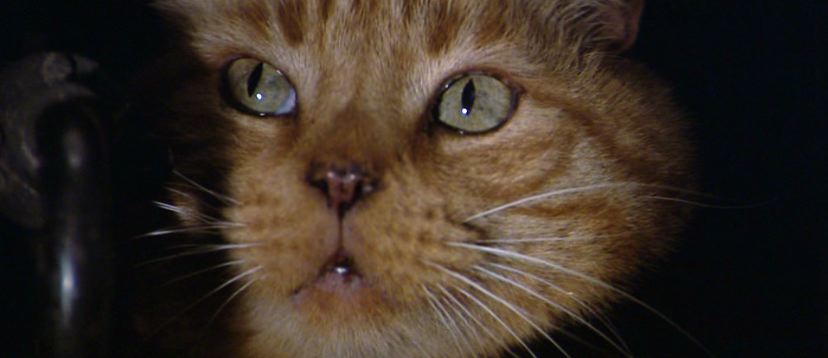 Jones (cat)