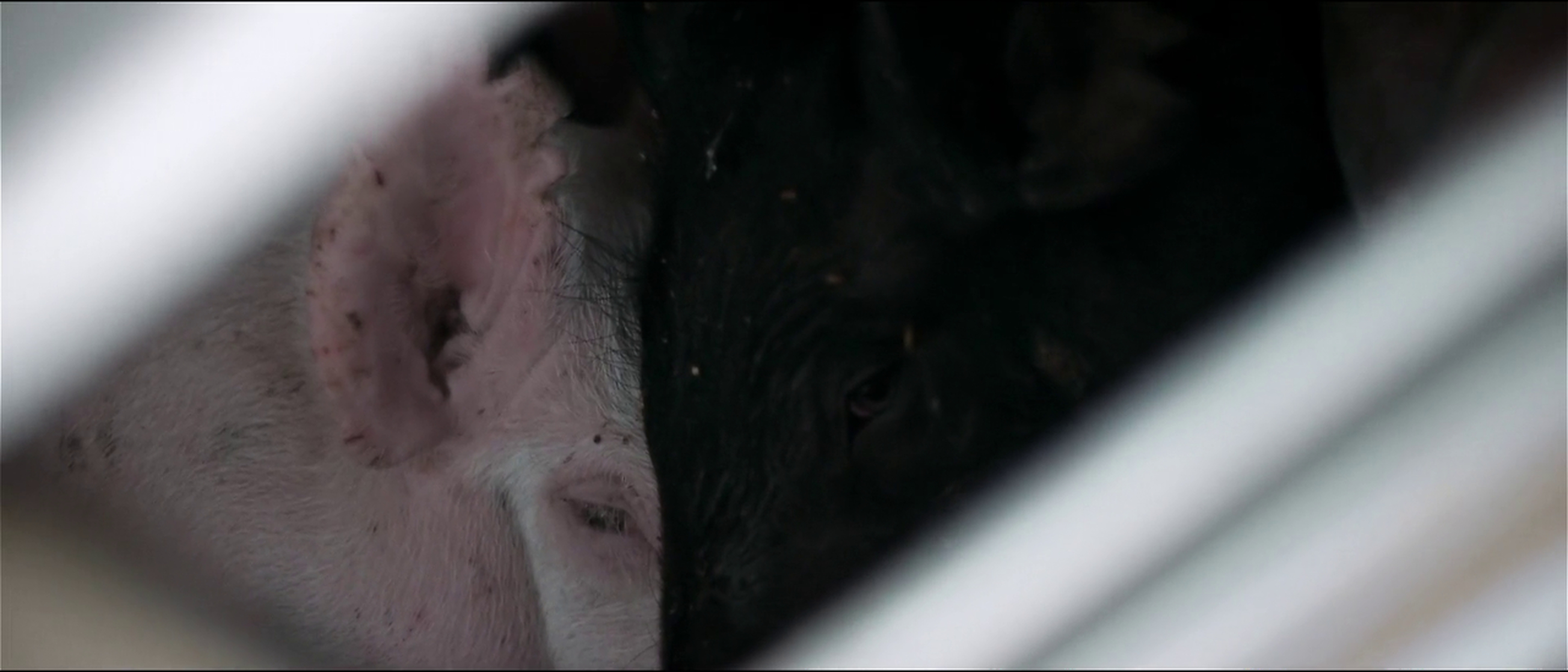 Upstream Color