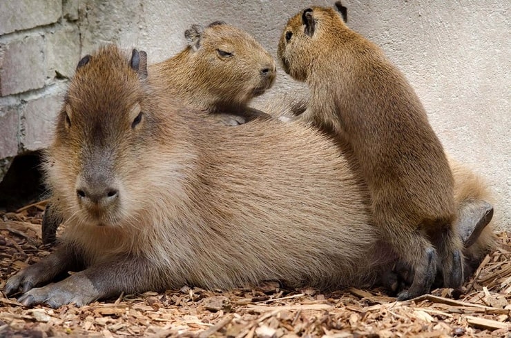 Capybara & babies