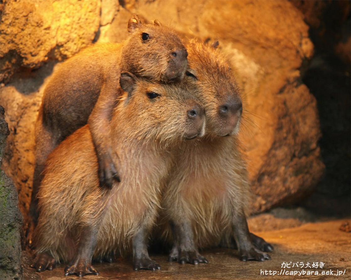 kosen capybara