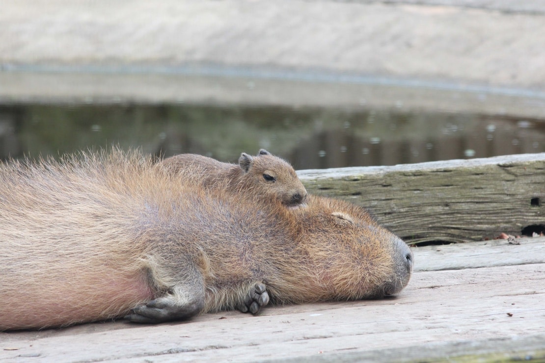 Как спят капибары фото Capybara & baby sleeping