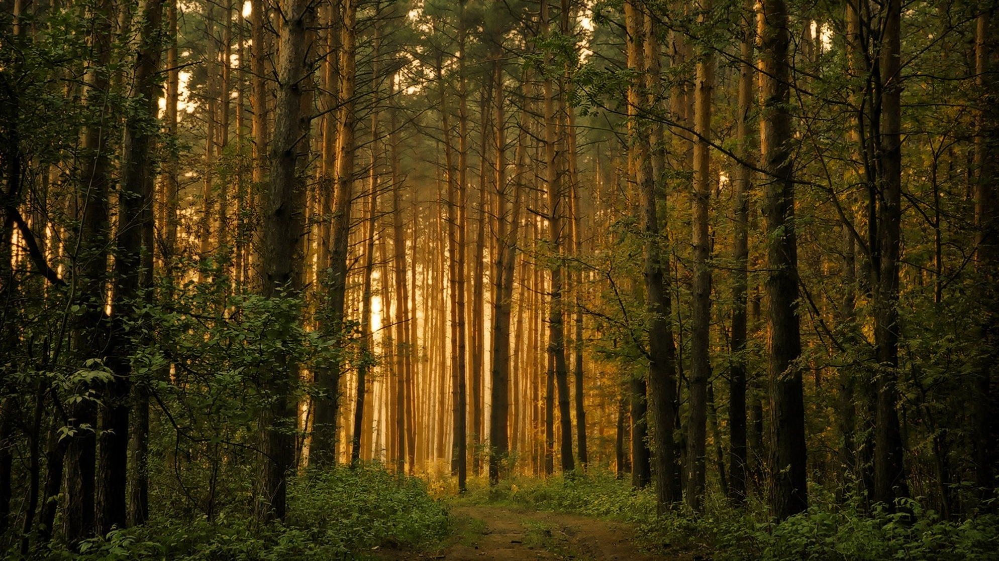 Forest