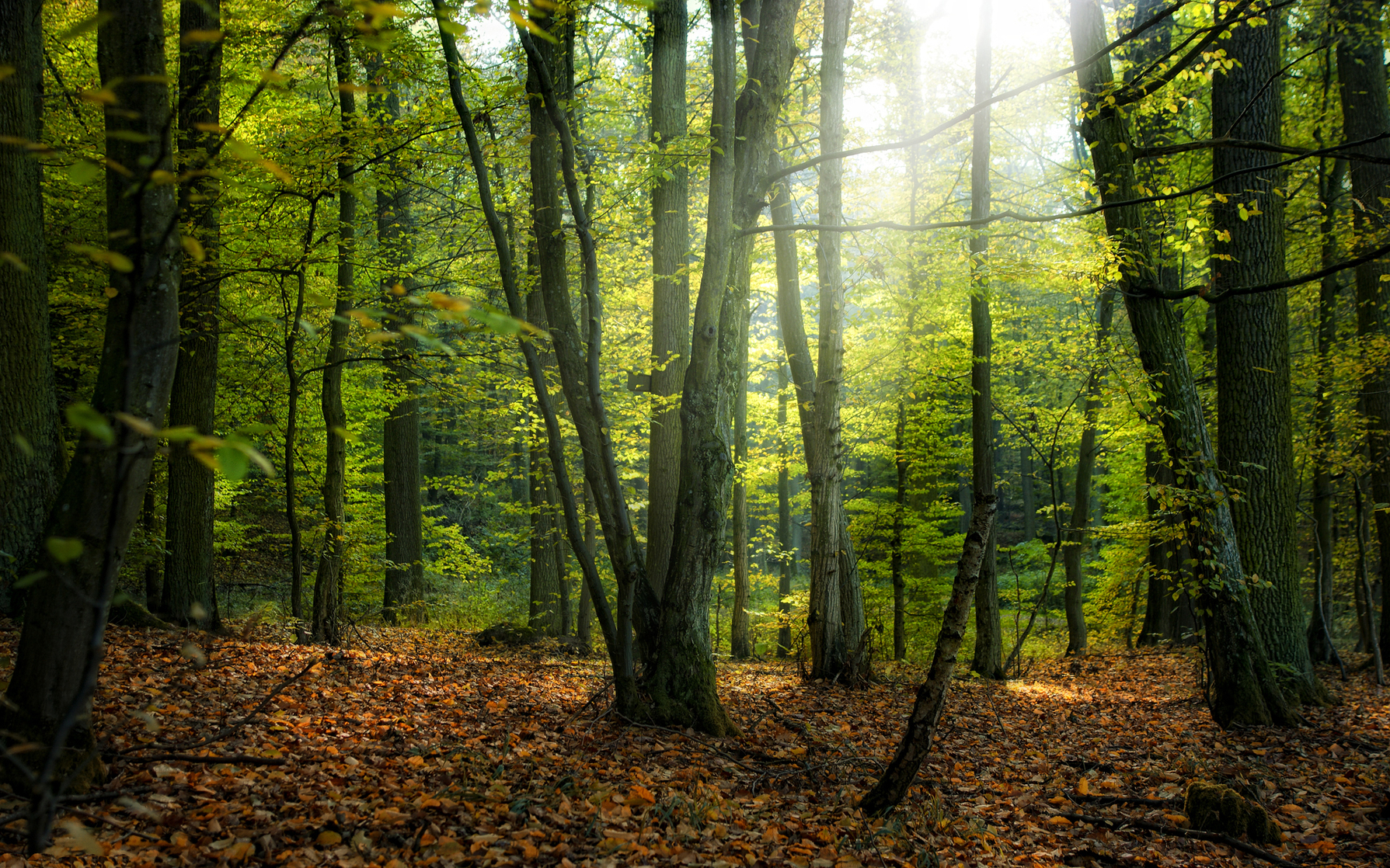 Forest