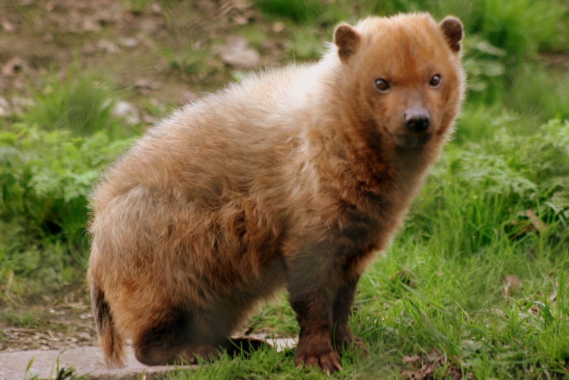 Bear bush. Кустарниковая собака Южная Америка. Кустарниковая собака Бразилия. Кустарниковая собака (Speothos venaticus). Лесная уксусная собака.