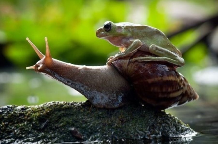 Snail & Frog