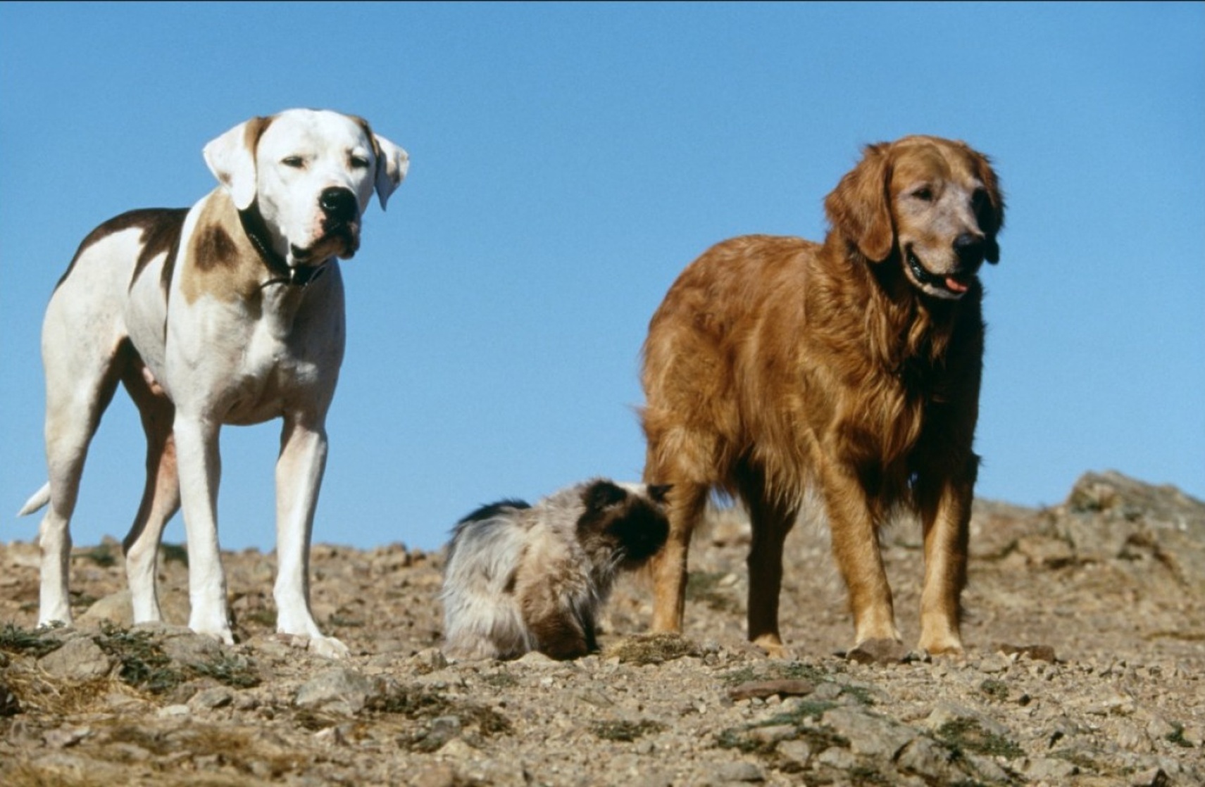 Homeward Bound: The Incredible Journey Homeward Bound: The Incredible Journey
