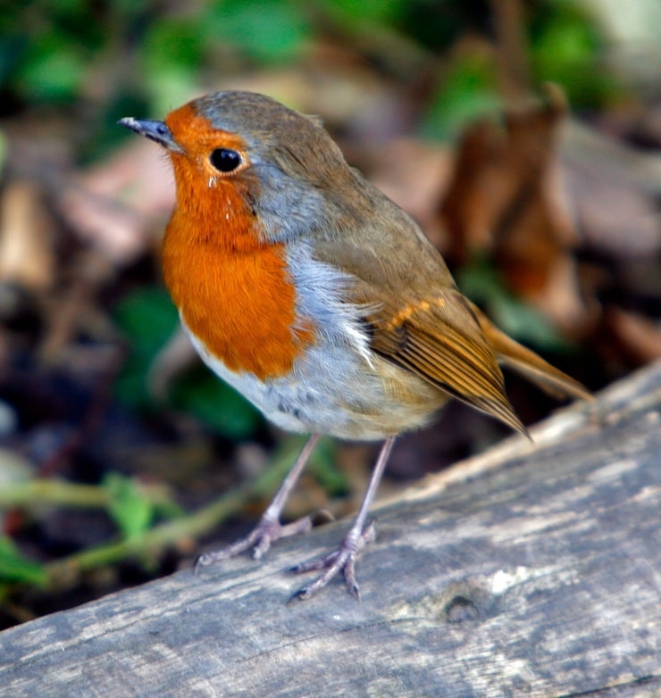 European Robin