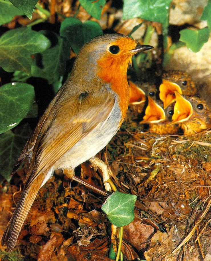 European Robin & chicks in their nest
