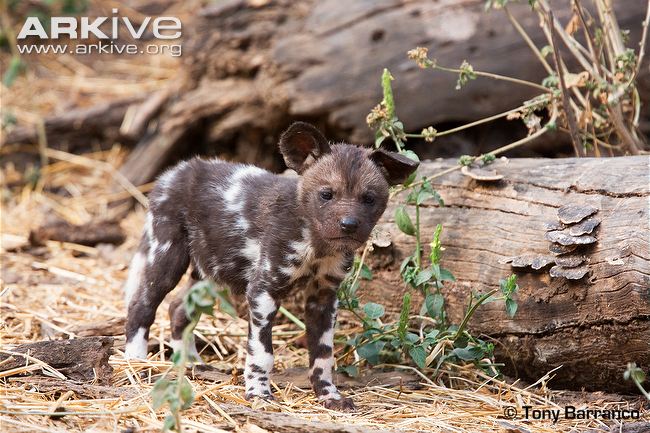 the-african-wild-dog-few-facts-photos-the-wildlife