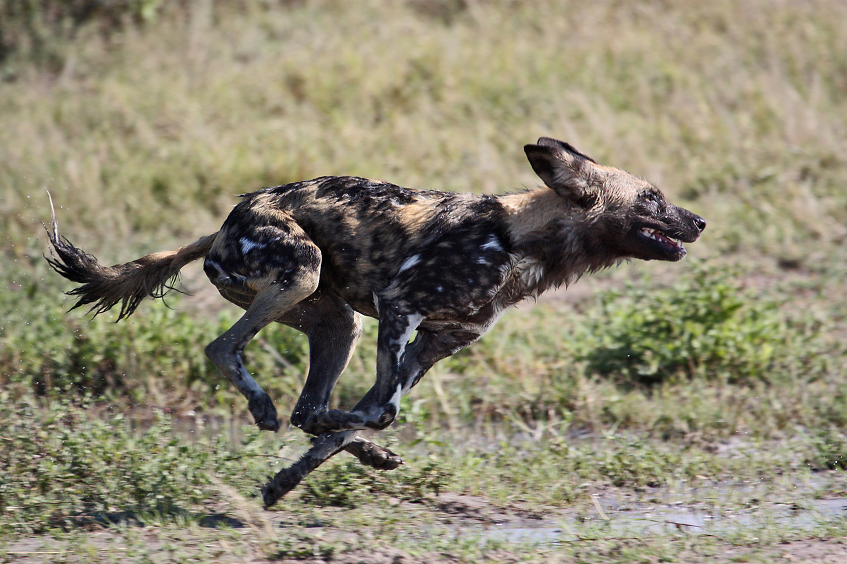 African Wild Dog Running