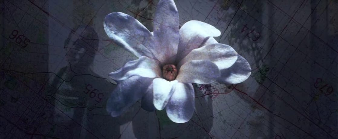 Magnolia