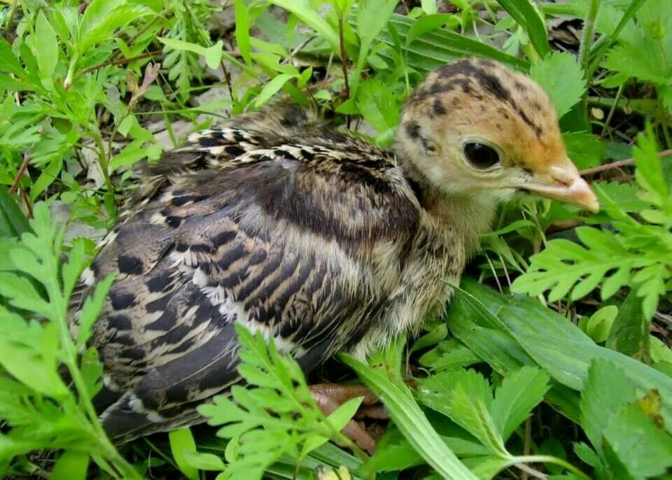 Ocellated Turkey chick