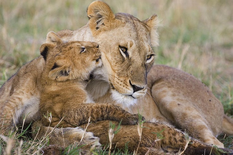 Female Lion & cub