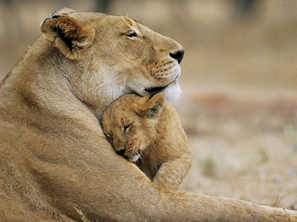 Female Lion & cub