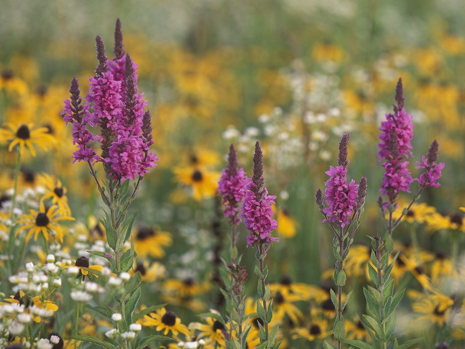 Wildflowers in Michigan, USA