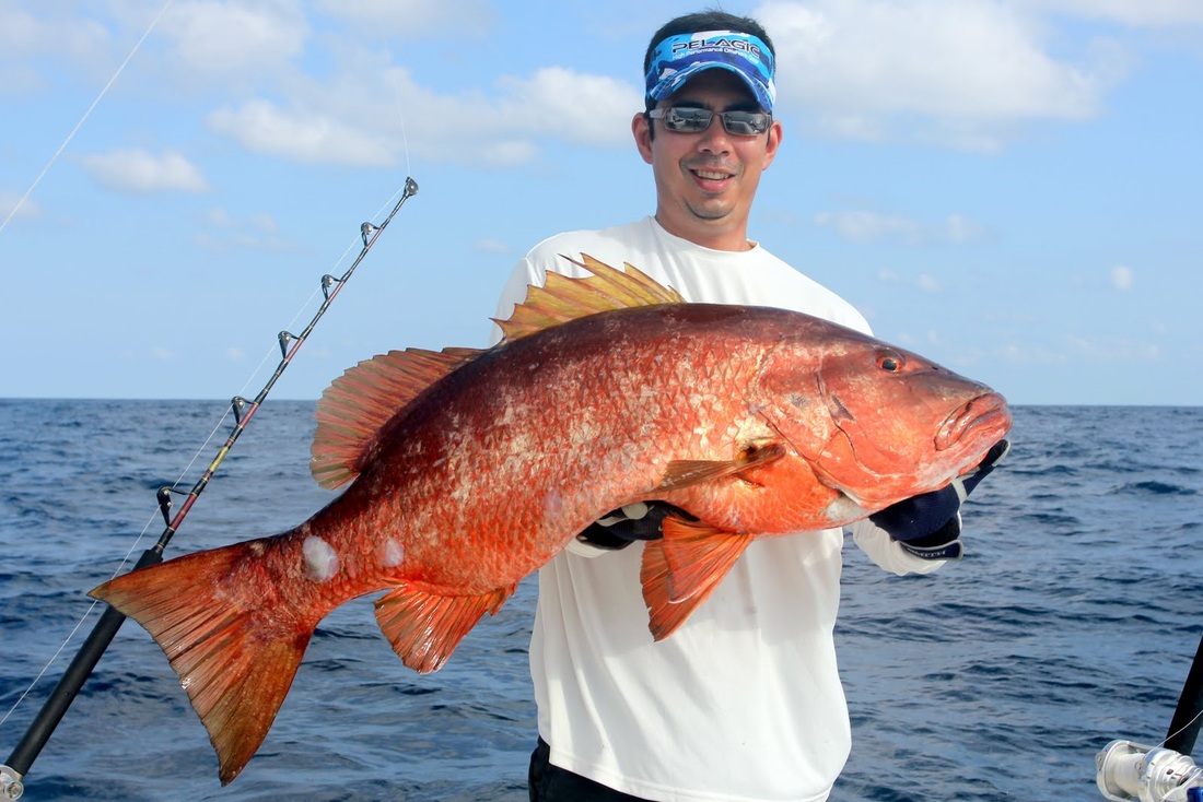 Cubera Snapper