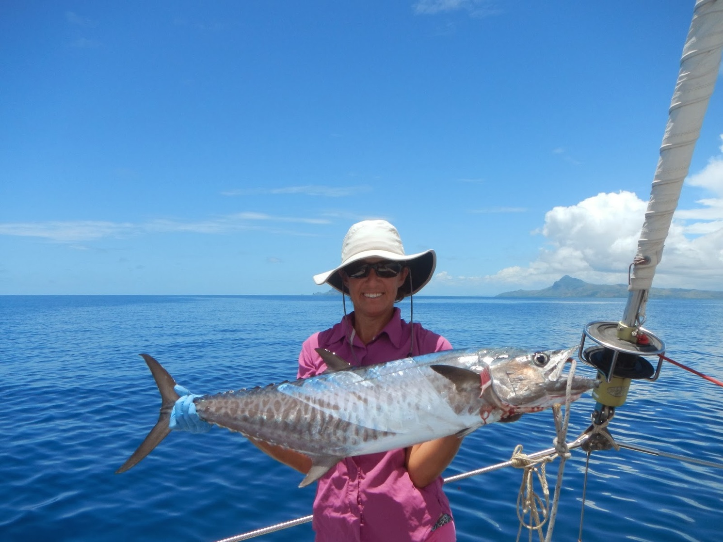 Narrowbarred Mackeral