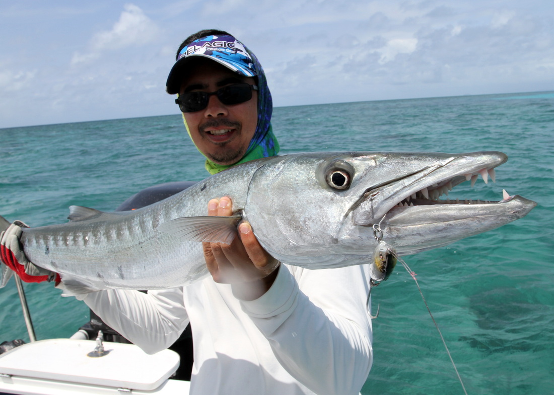 Great Barracuda