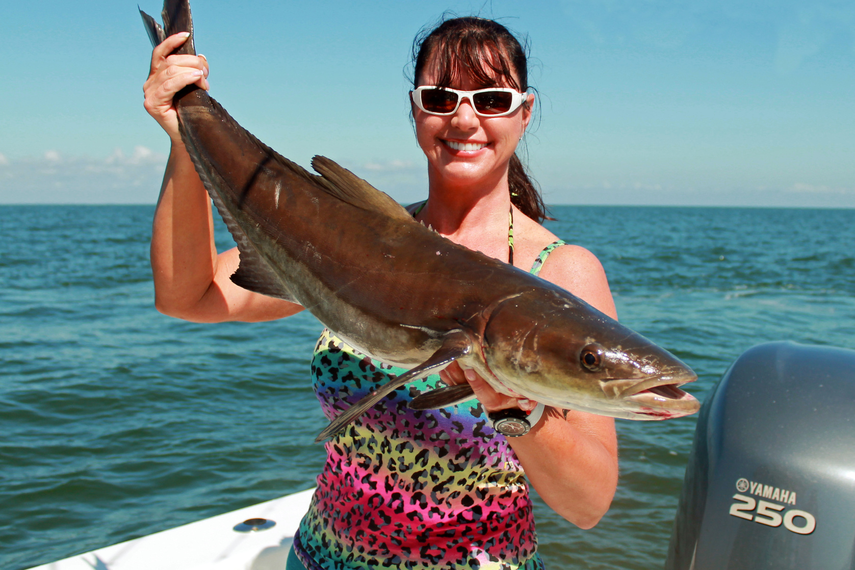 Cobia